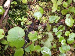 Hydrocotyle pterocarpa