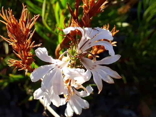 Goodenia scapigera R.Br.
