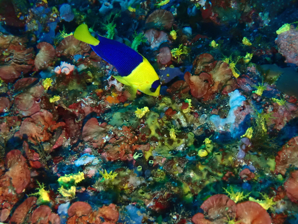 Angelfish (Centropyge bicolor) — Pomacanthidae