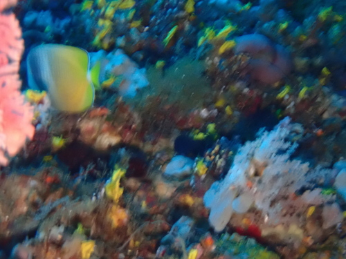 Blacklip butterflyfish (Chaetodon kleinii) — Chaetodontidae