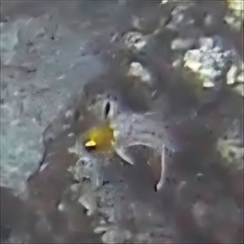 Bodianus anthioides