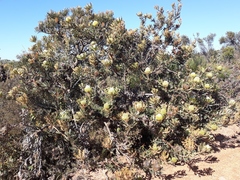 Banksia baxteri