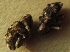 Cryptorhynchini