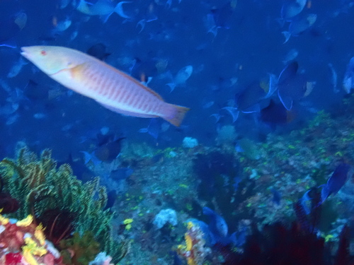 Candy cane wrasse (Hologymnosus doliatus) — Labridae