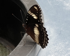 Hypolimnas bolina nerina