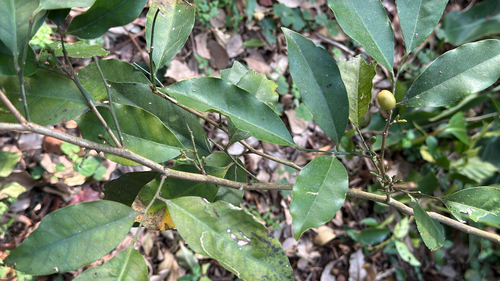 Glycosmis erythrocarpa observed 2026-01-18