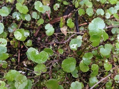 Hydrocotyle pterocarpa
