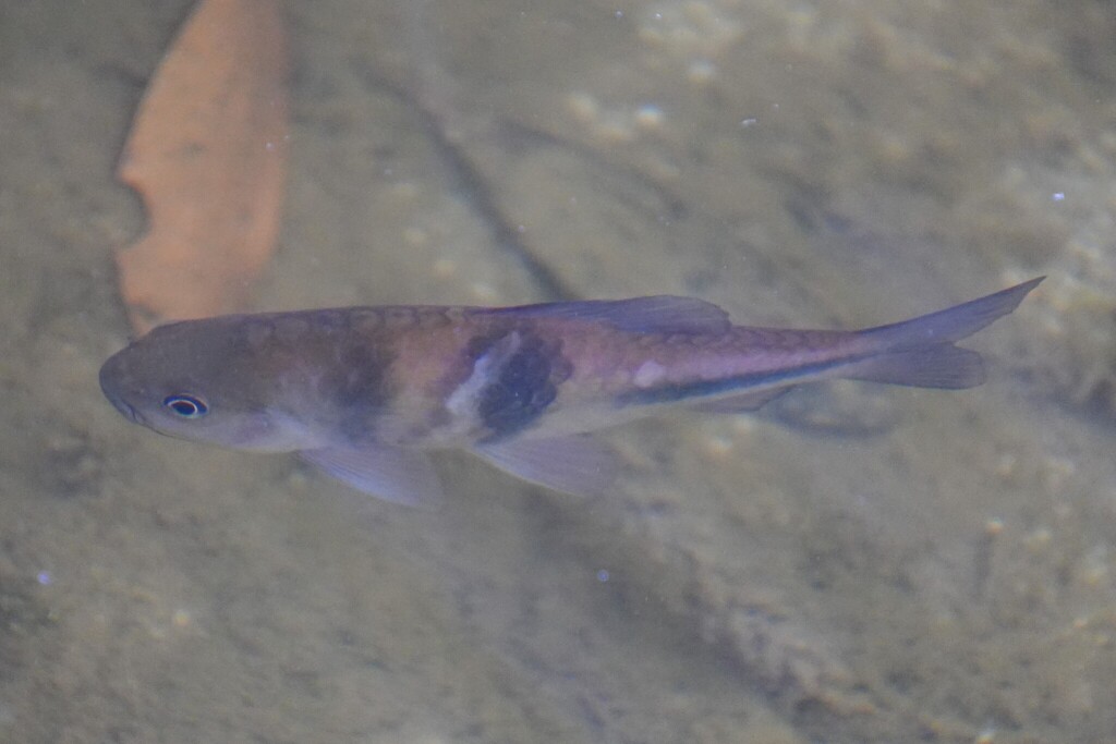 Spanner barb (Barbodes lateristriga) — Cyprinidae