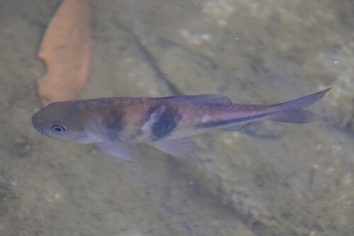 Spanner barb (Barbodes lateristriga) — Cyprinidae