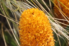 Bulbinella rossii, photograph (c) Jacob Littlejohn, some rights reserved (CC BY-SA)
