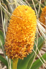 Bulbinella rossii, photograph (c) Jacob Littlejohn, some rights reserved (CC BY-SA)