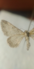 Eupithecia subumbrata