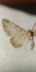 Eupithecia subumbrata