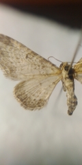 Eupithecia subumbrata