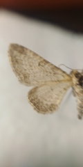 Eupithecia subumbrata