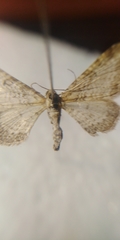 Eupithecia subumbrata