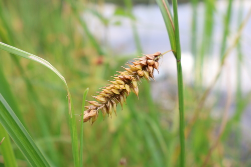 inflated sedge (Carex vesicaria)