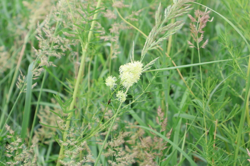 Shining Meadow-rue (Thalictrum lucidum)