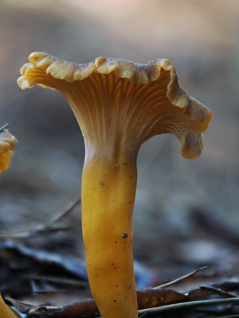 Craterellus tubaeformis · January 2026 · photo: © alan_rockefeller (iNaturalist, cc-by-sa)