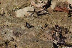 Castilia griseobasalis