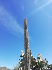 Lemaireocereus hollianus