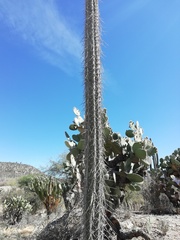 Lemaireocereus hollianus