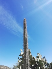 Lemaireocereus hollianus