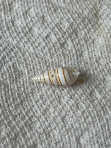 Pyramidella terebellum, 2026-01-14