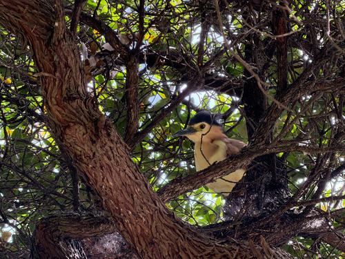 Nankeen Night Heron (Nycticorax caledonicus), photo 6