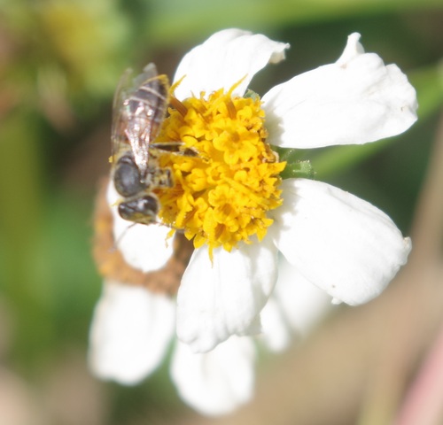 Red Dwarf Honey Bee