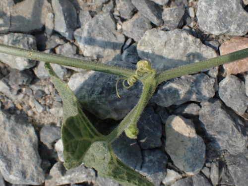 Trichosanthes scabra, photograph 5