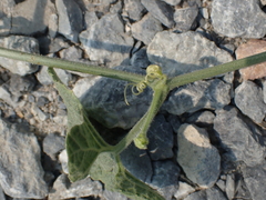 Robert H. Wardell, CC0, iNaturalist via GBIF Trichosanthes scabra, photograph Robert H. Wardell, CC0, iNaturalist via GBIF