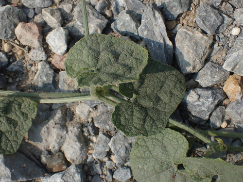 Trichosanthes scabra, photograph 6