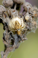 Oxyopes heterophthalmus