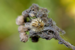 Oxyopes heterophthalmus