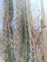 Lemaireocereus hollianus