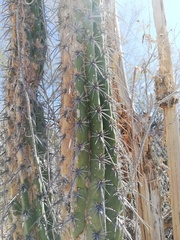 Lemaireocereus hollianus