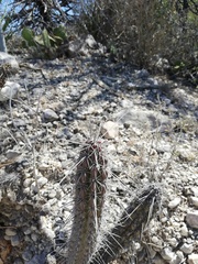 Lemaireocereus hollianus