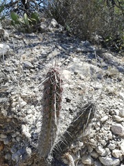 Lemaireocereus hollianus