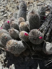 Mammillaria sphacelata
