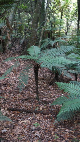 Dicksonia squarrosa