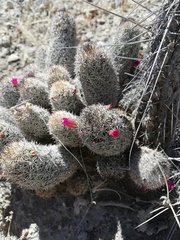 Mammillaria sphacelata