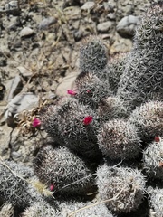 Mammillaria sphacelata