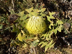 Banksia baxteri