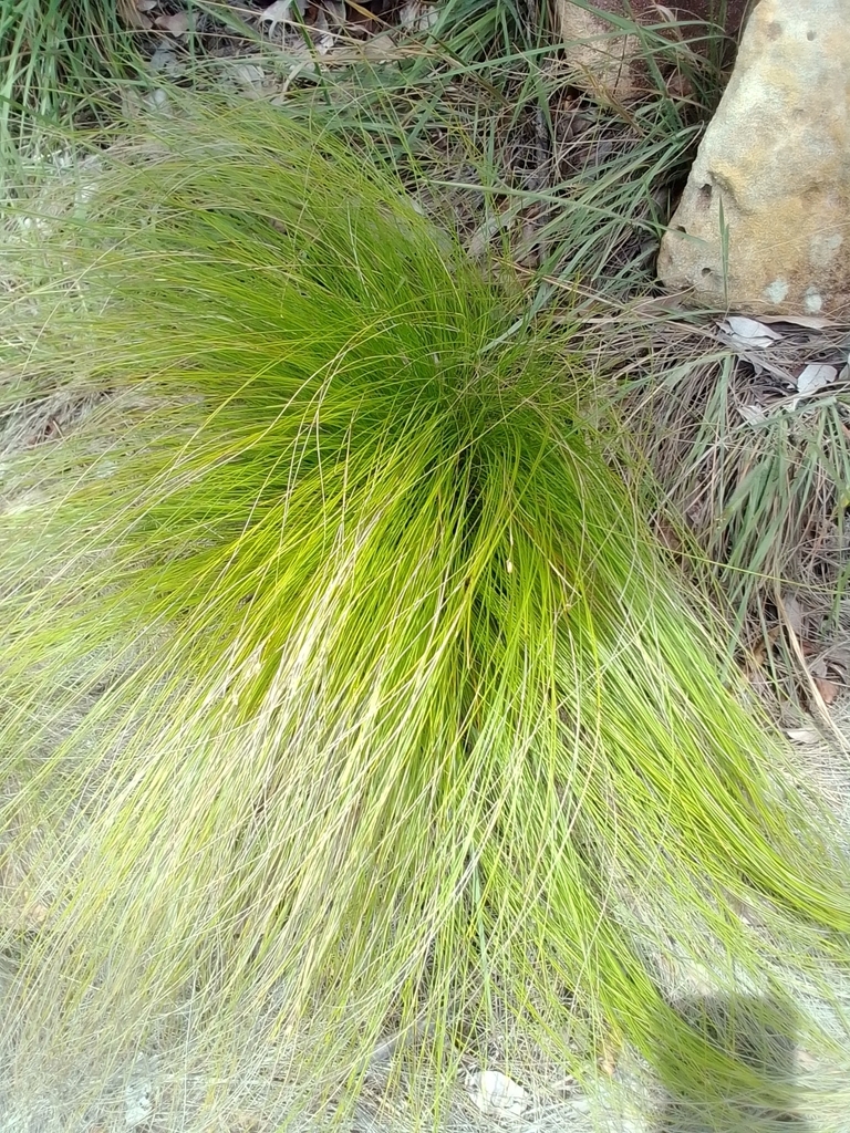Stipa tenuissima
