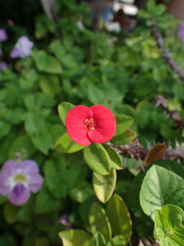 Christ's-plant