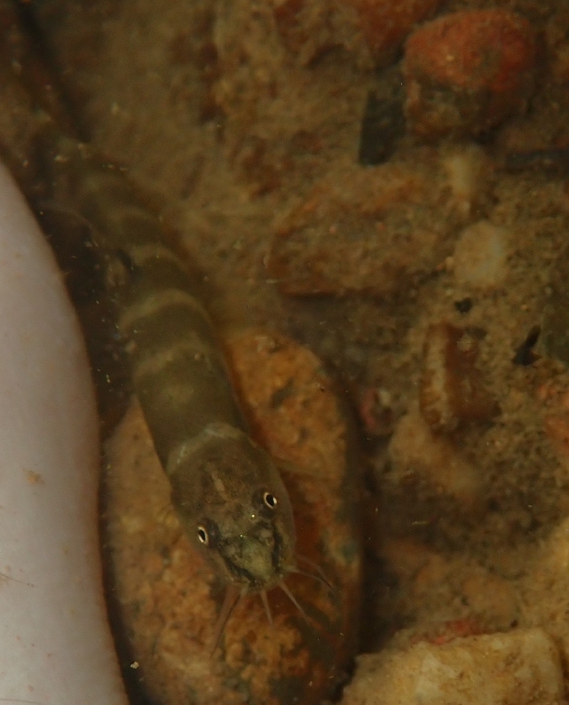 Roberts's Brook Loach