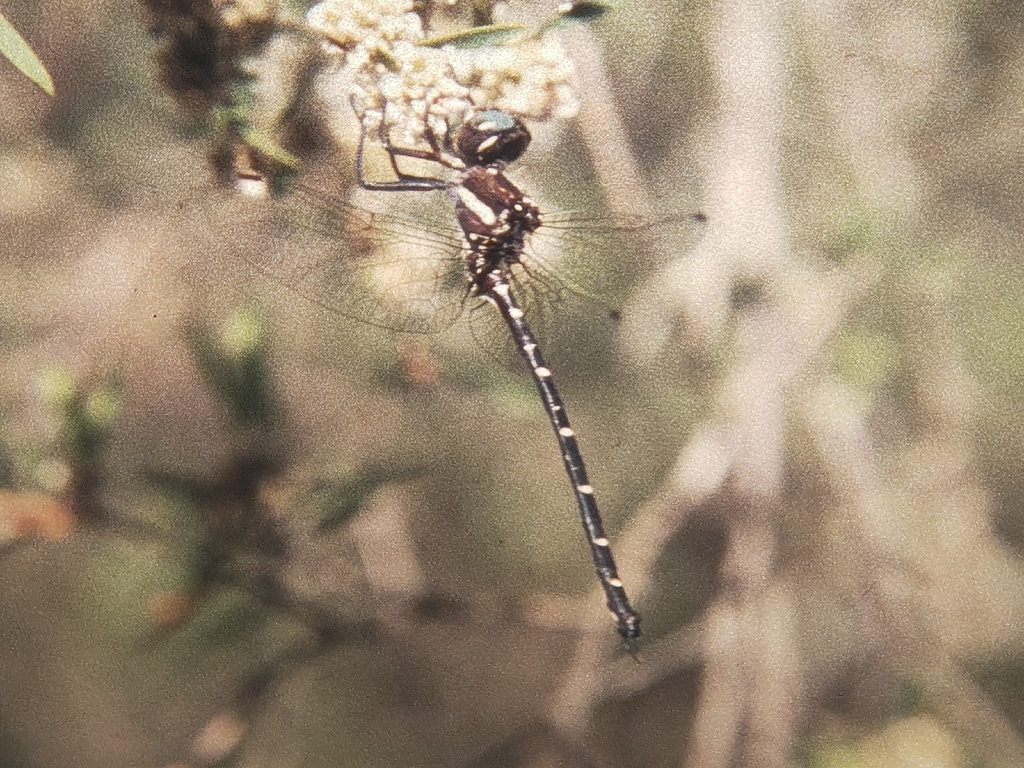Spiny Tigertail