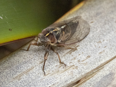 Kikihia southwestlandica