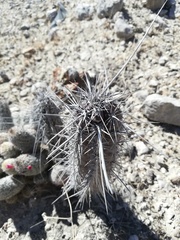 Lemaireocereus hollianus